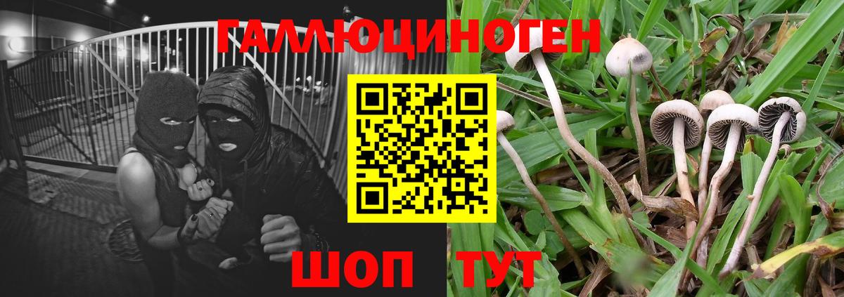 Галлюциногенные грибы ЛСД  Псилоцибиновые грибы MAGIC MUSHROOMS  Касимов  купить наркоту  Вход с VPN 